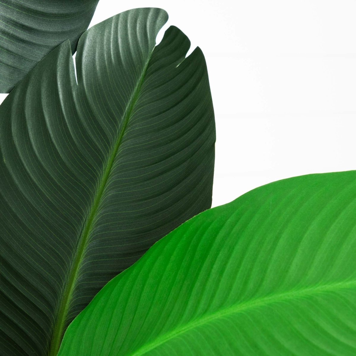 10’ Artificial Travelers Palm Tree – Grand Tropical Statement - Ed's Plant Shop