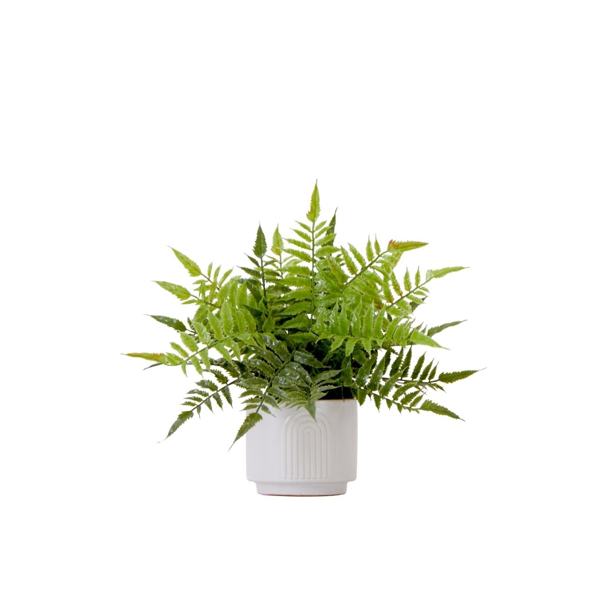 13" Artificial Boston Fern Plant with Decorative Planter - Ed's Plant Shop