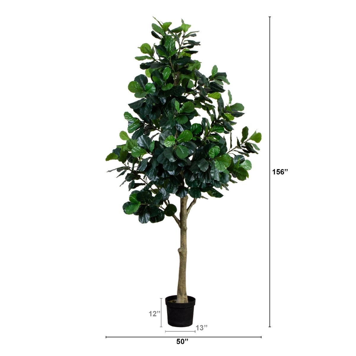 13-foot Faux Fiddle Leaf Fig Tree against white background with measurements | Lifelike Indoor Tree - Ed's Plant Shop