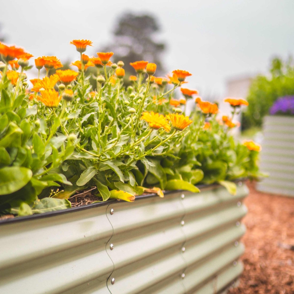 17" Tall 4 In 1 Small Modular Metal Raised Garden Bed Kit - Ed's Plant Shop