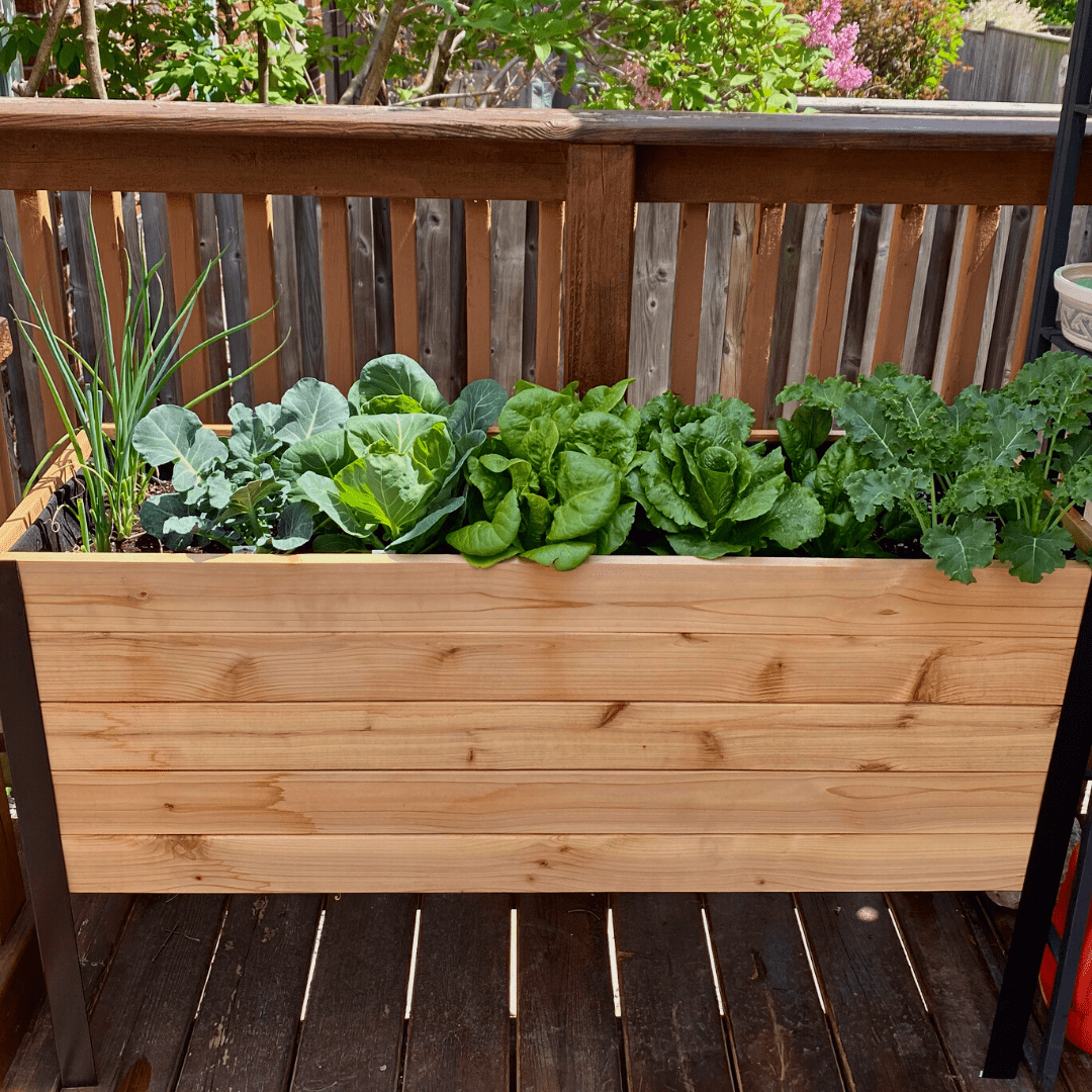18" x 48" Raised Garden Bed - 30" TALL - Ed's Plant Shop