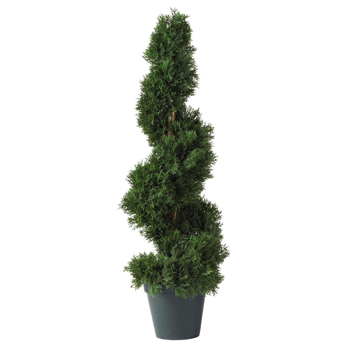 2' Cedar Spiral Silk Tree (In - door/Out - door) - Ed's Plant Shop