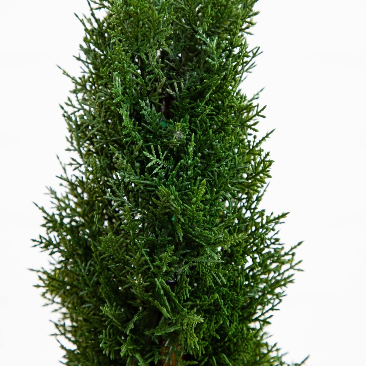 2' Cedar Spiral Silk Tree (In - door/Out - door) - Ed's Plant Shop