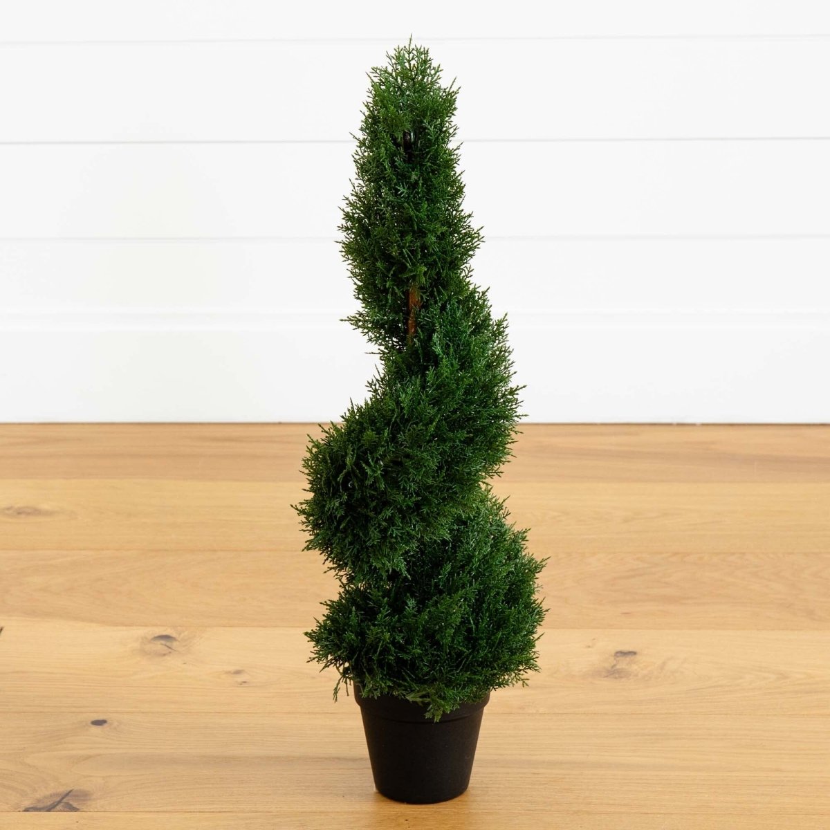 2' Cedar Spiral Silk Tree (In - door/Out - door) - Ed's Plant Shop