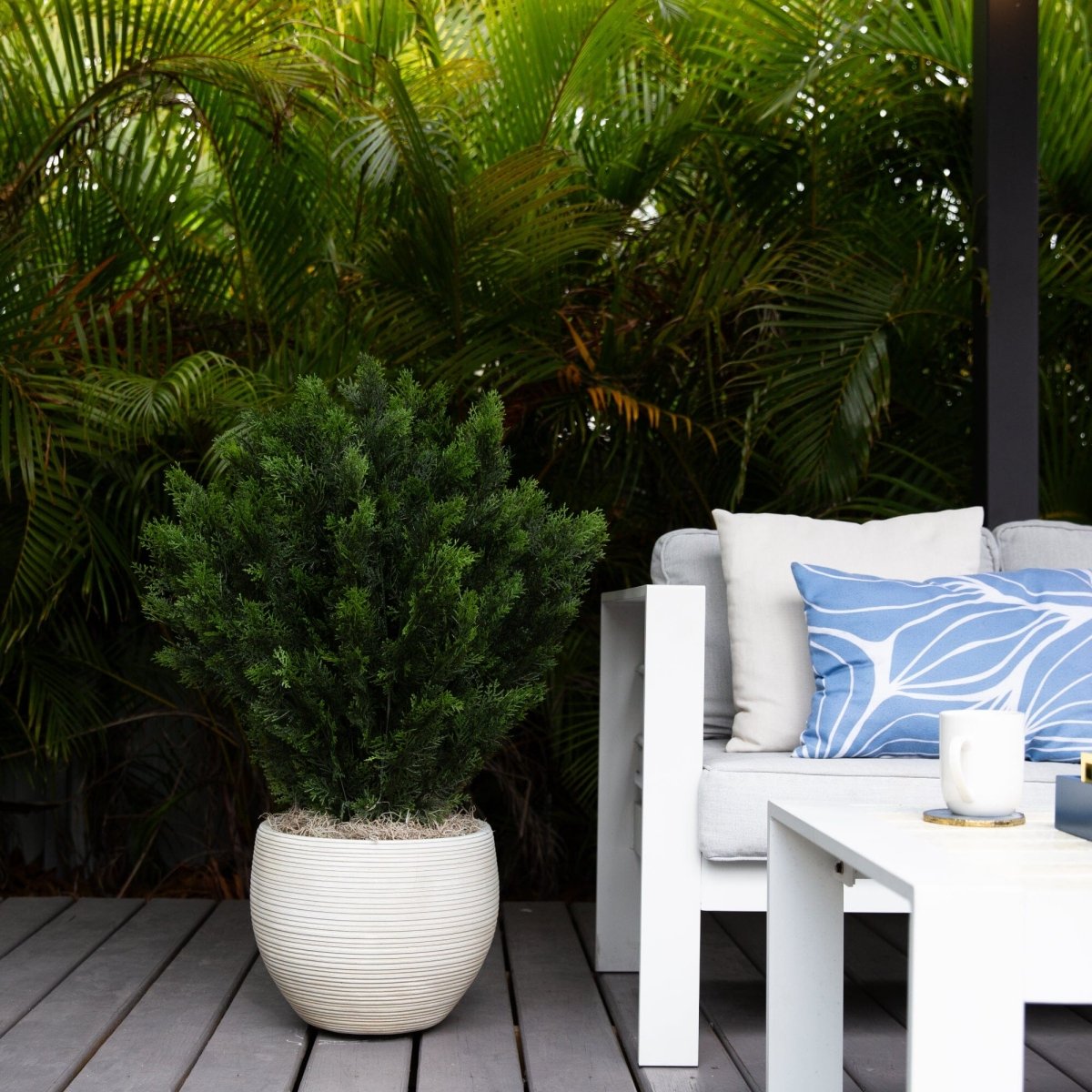 3’ Cedar Bush (Indoor/Outdoor) - Ed's Plant Shop