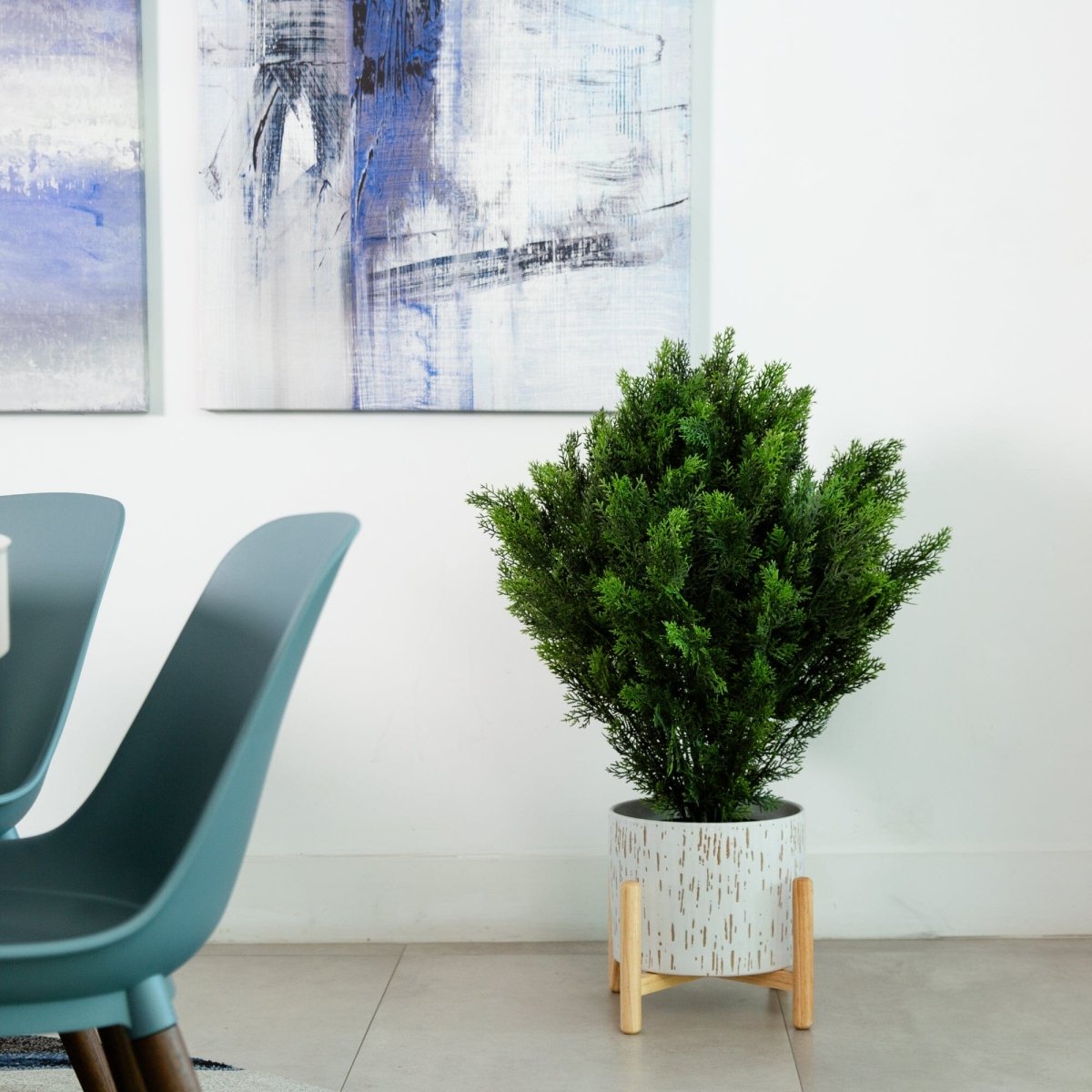 3’ Cedar Bush (Indoor/Outdoor) - Ed's Plant Shop