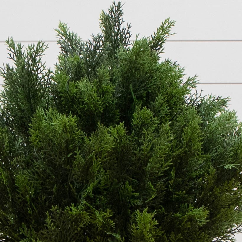 3’ Cedar Bush (Indoor/Outdoor) - Ed's Plant Shop