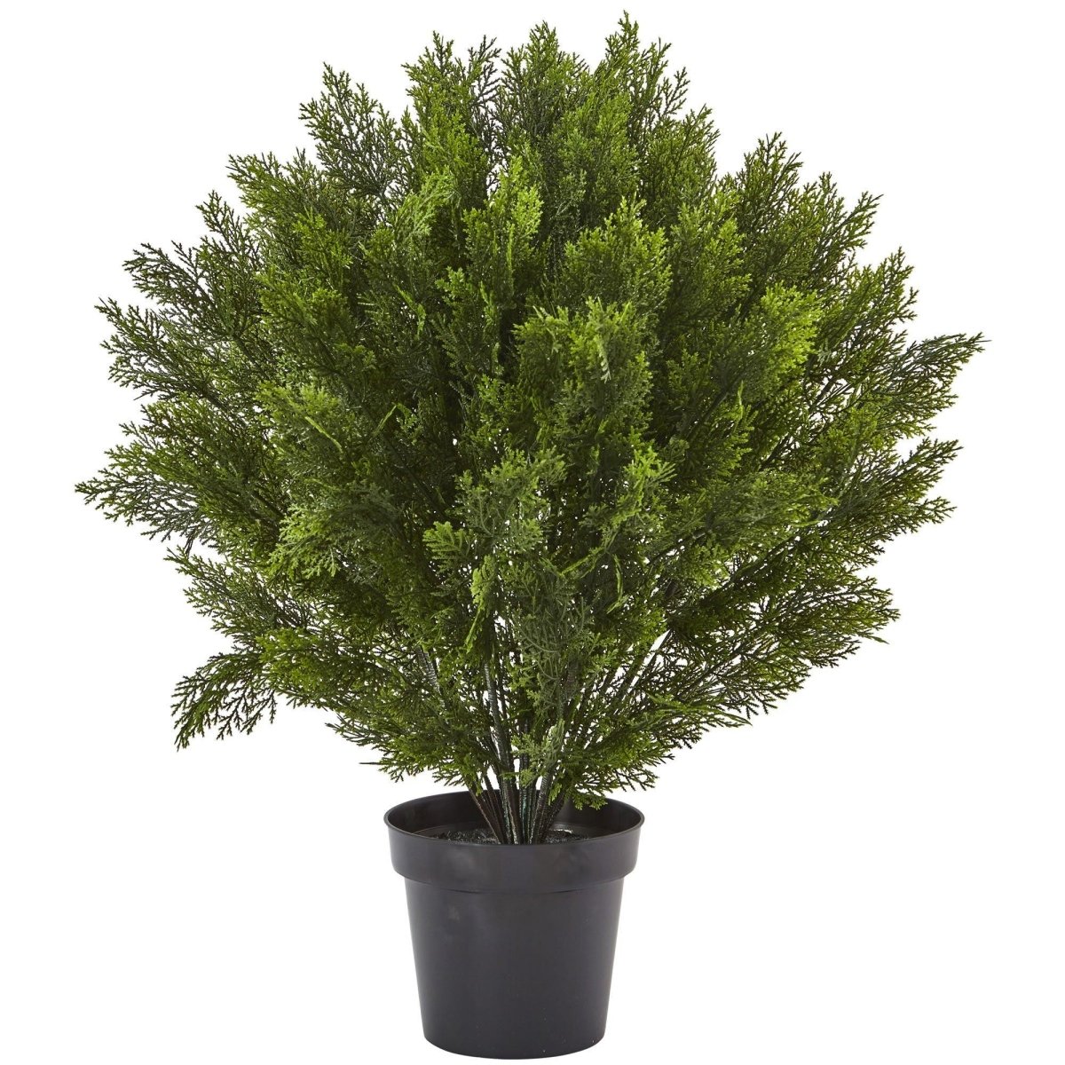 3’ Cedar Bush (Indoor/Outdoor) - Ed's Plant Shop