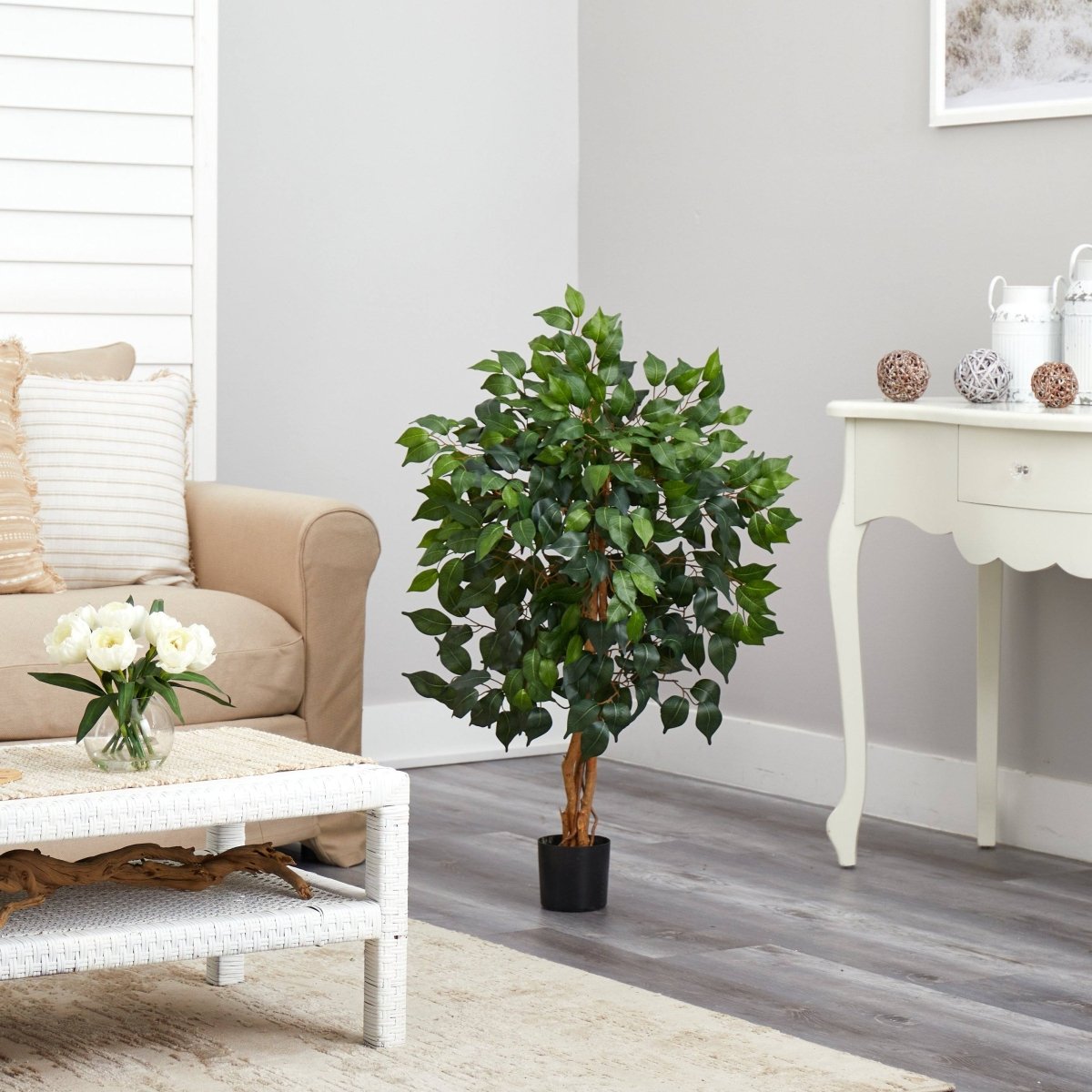 3' Ficus Silk Tree - Ed's Plant Shop