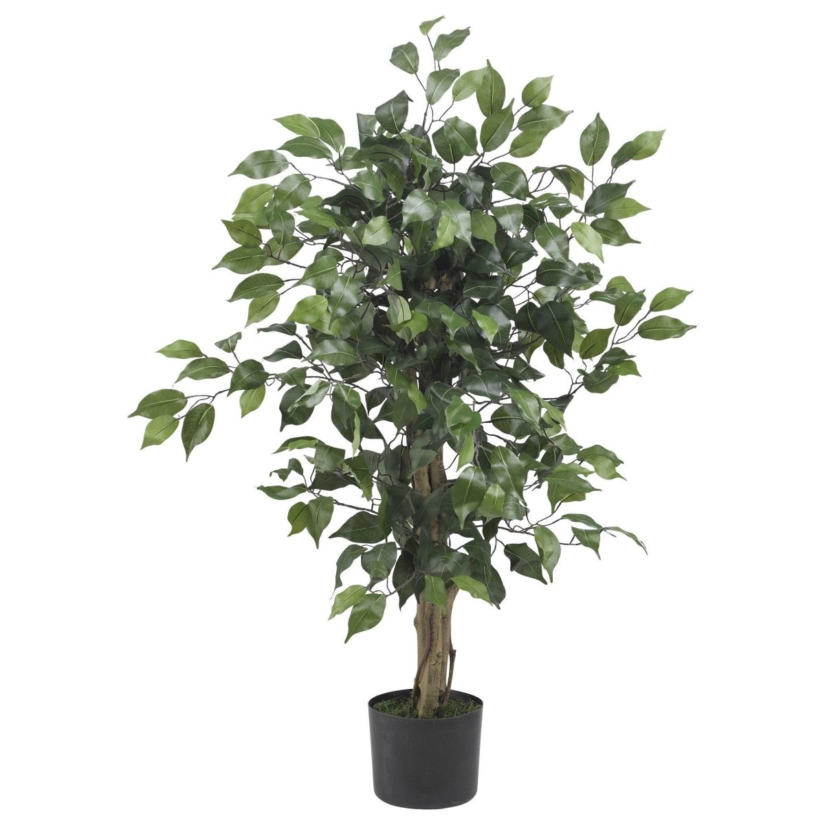 3' Ficus Silk Tree - Ed's Plant Shop
