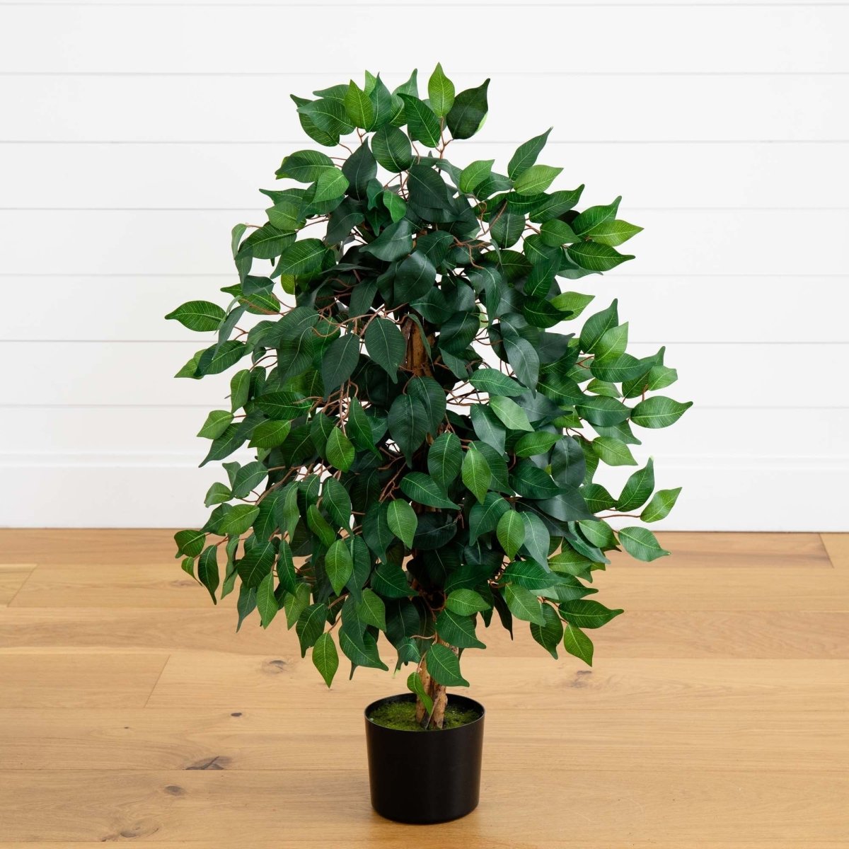 3' Ficus Silk Tree - Ed's Plant Shop