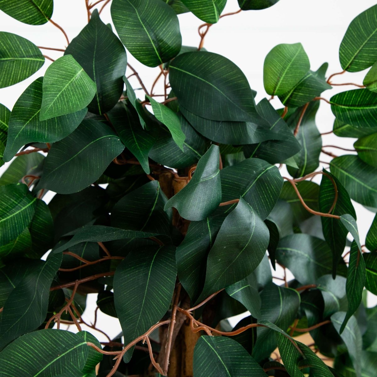 3' Ficus Silk Tree - Ed's Plant Shop
