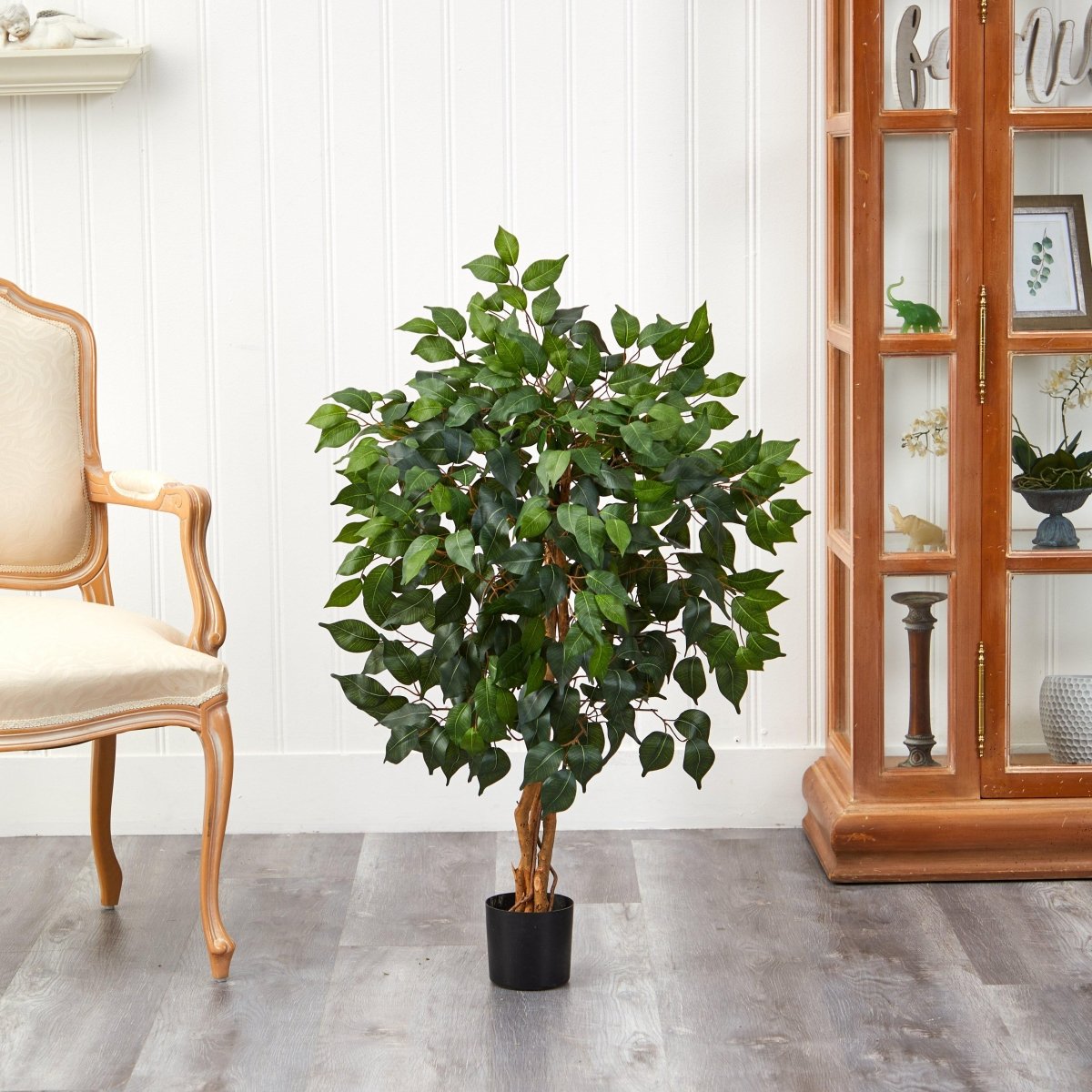 3' Ficus Silk Tree - Ed's Plant Shop