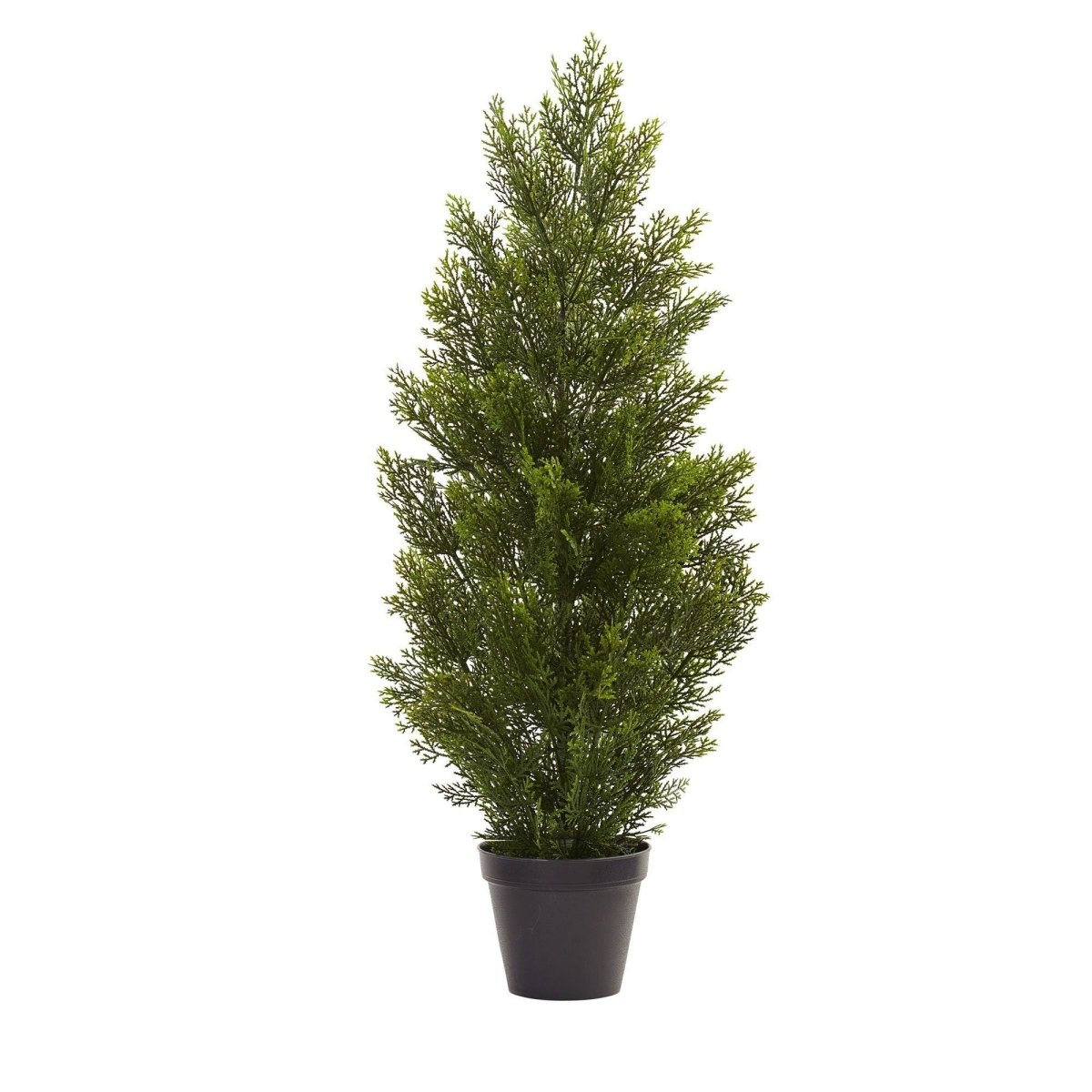 3’ Mini Cedar Pine Tree (Indoor/Outdoor) - Ed's Plant Shop