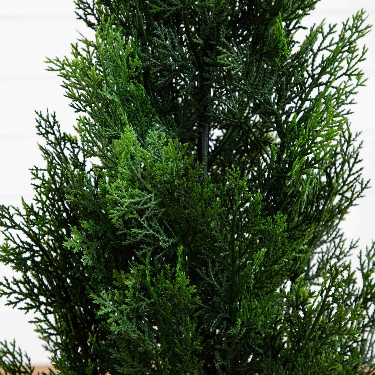 3’ Mini Cedar Pine Tree (Indoor/Outdoor) - Ed's Plant Shop