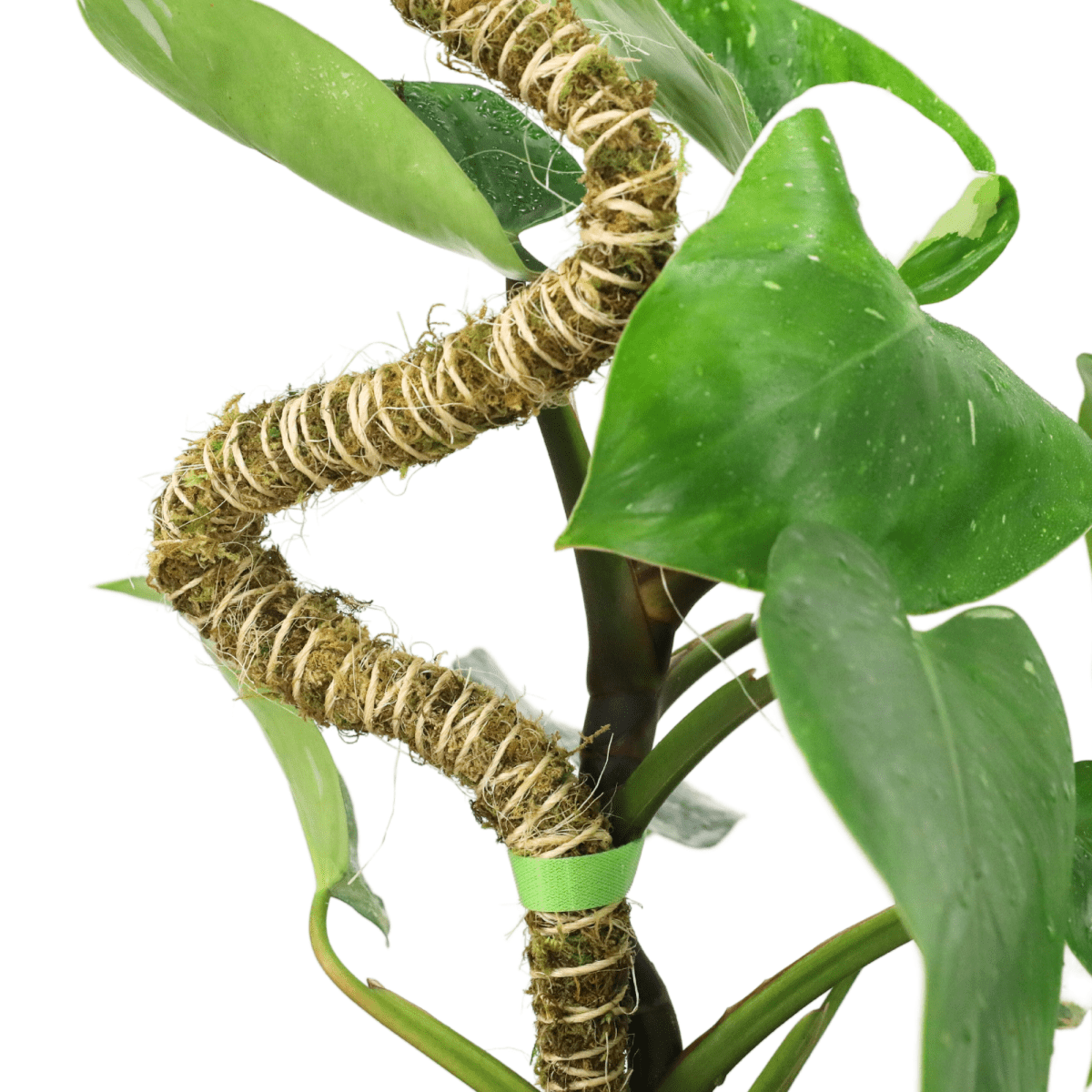 Twisted rope with moss wrapped around it on a philodendron plant against a white background