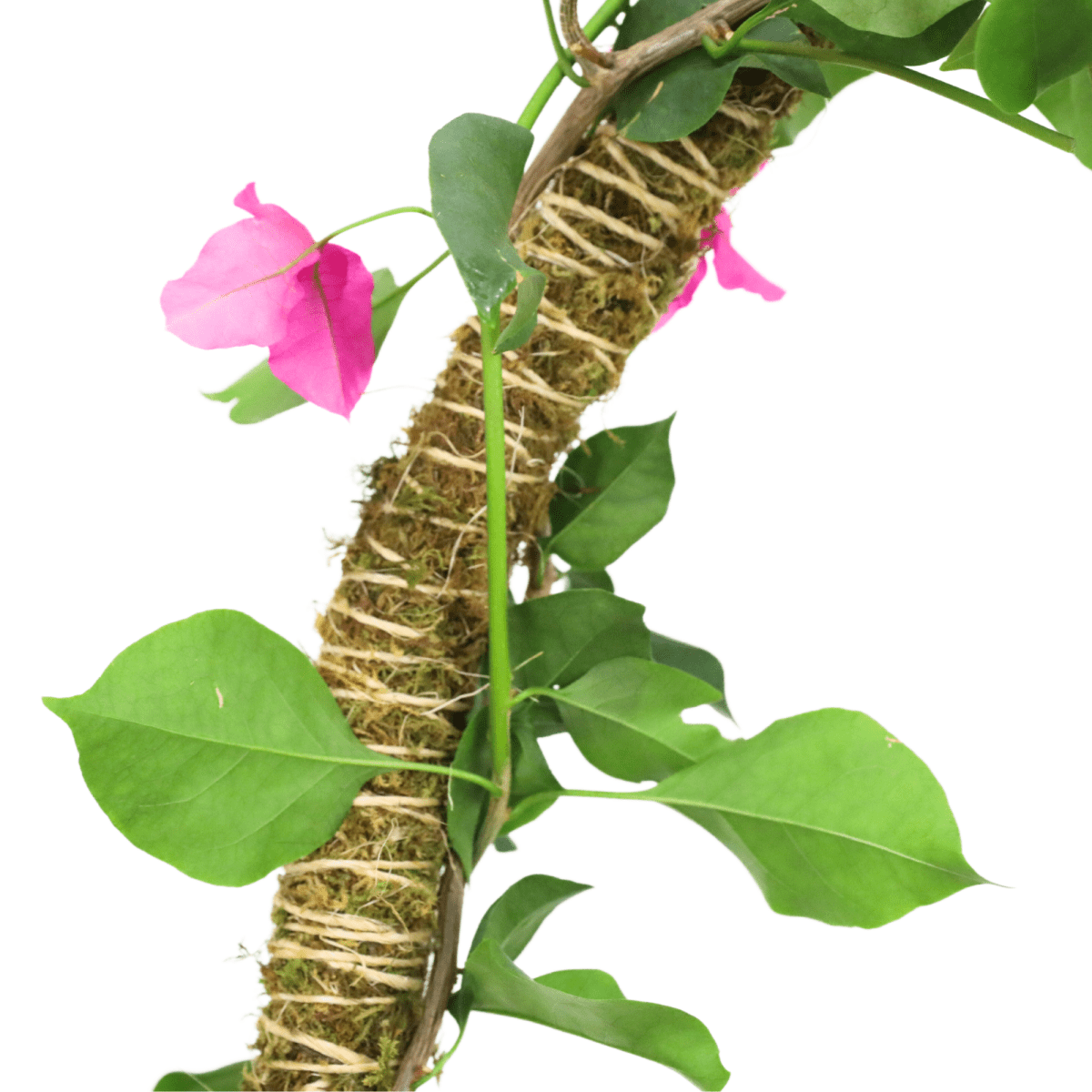 Moss-covered bendable pole with pink flowers on a white background
