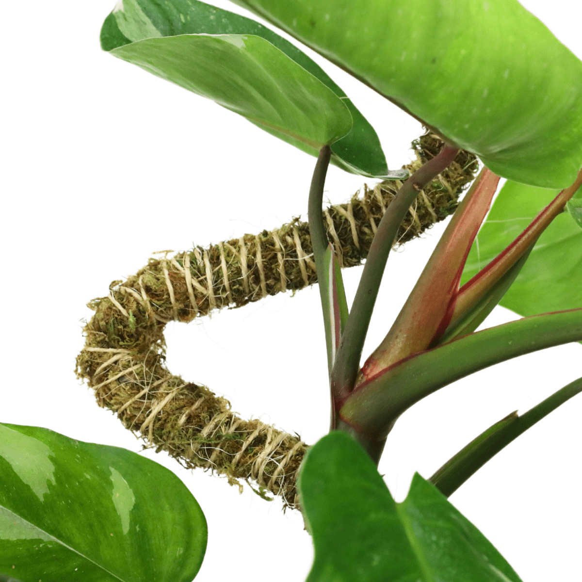 Close-up of a philodendron plant with a coiled mossify moss-covered pole on a white background