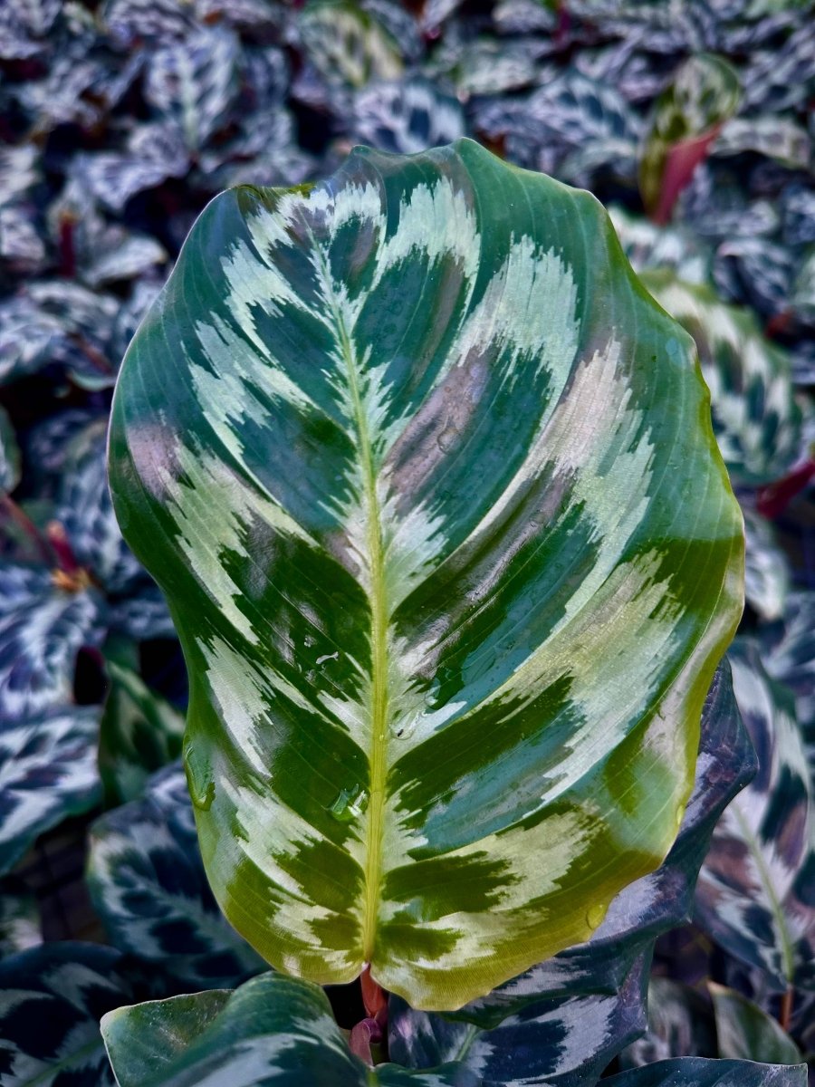 4" Calathea Helen Kennedy - Goeppertia Dressleri - Ed's Plant Shop