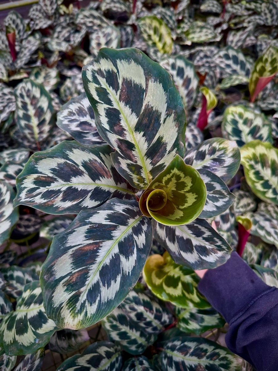 Close-up of a patterned leaf calathea Helen Kennedy plant with a blurred background
