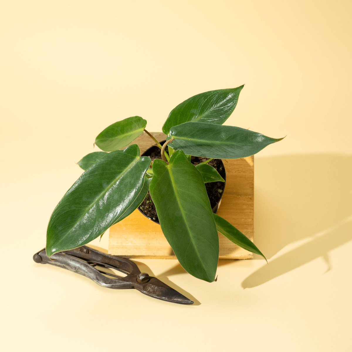 4" Philodendron 'Spiritus Sancti' - Ed's Plant Shop