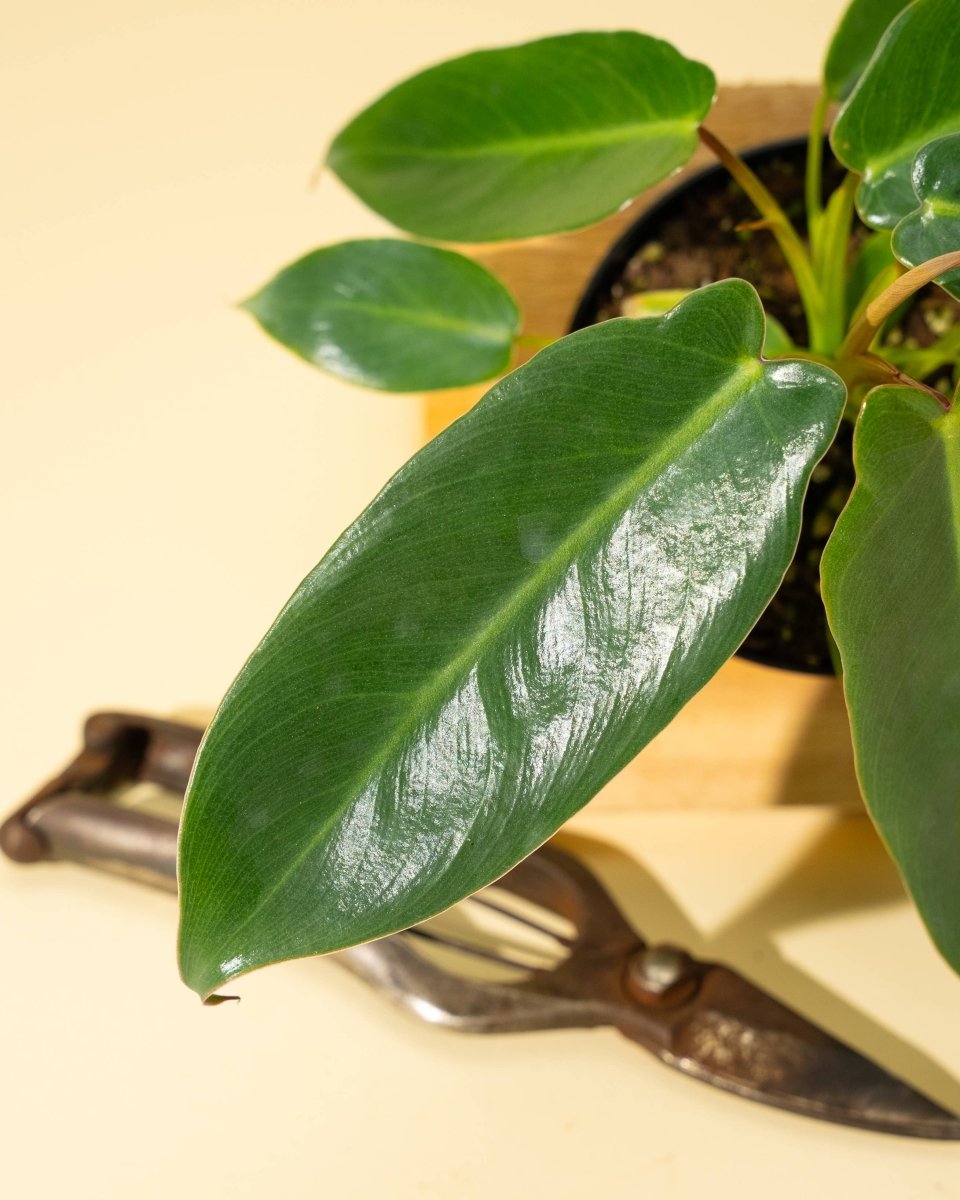 4" Philodendron 'Spiritus Sancti' - Ed's Plant Shop