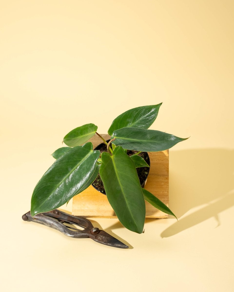 4" Philodendron 'Spiritus Sancti' - Ed's Plant Shop