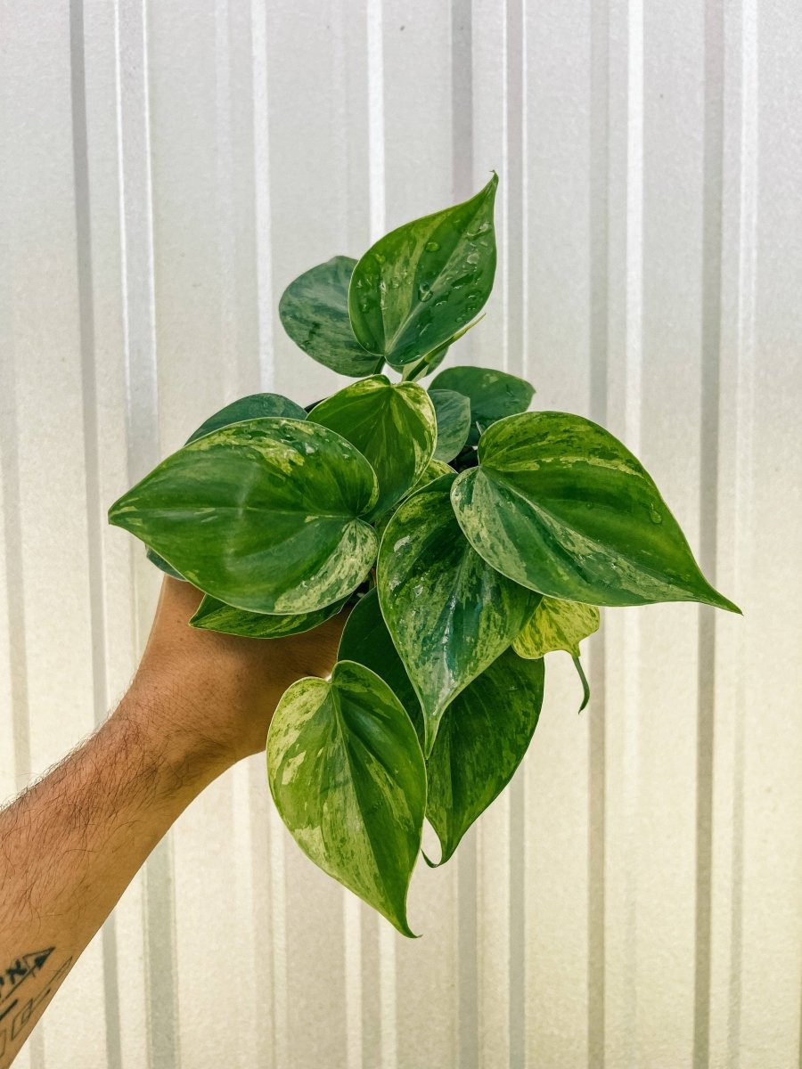 Hand holding a Variegated Philodendron Heartleaf plant with glossy green and yellow marbled foliage.