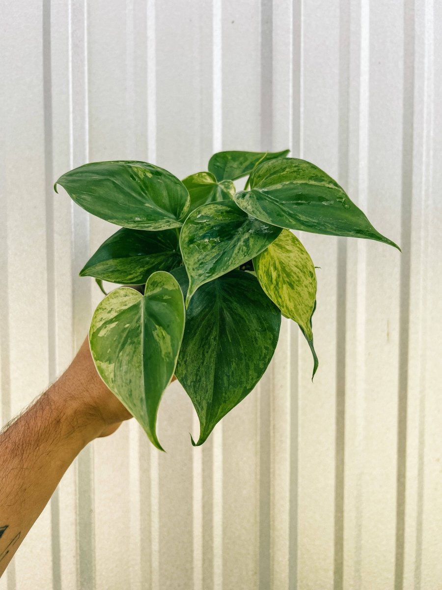 Hand holding a 4-inch Variegated Philodendron Heartleaf plant with glossy green and yellow marbled foliage.