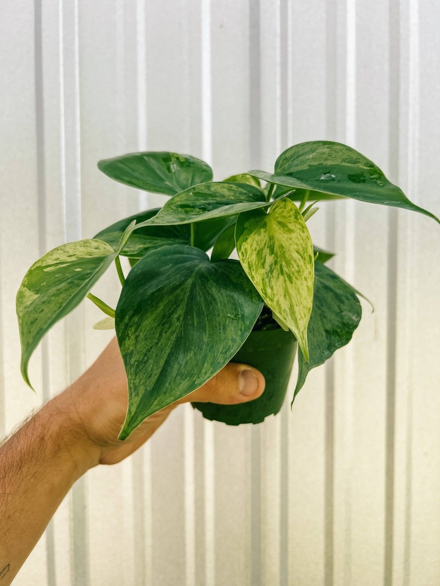 Hand holding a 4-inch Variegated Philodendron Heartleaf plant with glossy green and yellow marbled foliage.