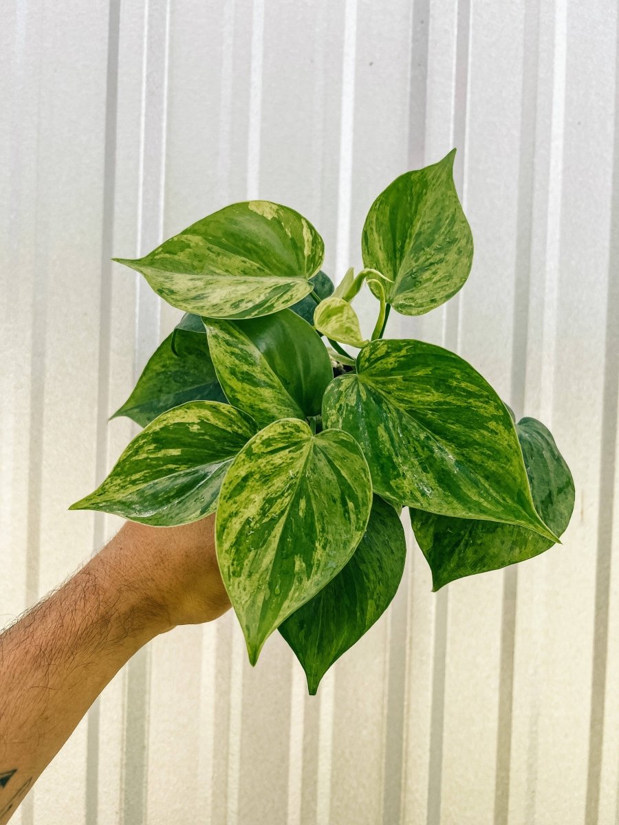 Hand holding a Variegated Philodendron Heartleaf with glossy green and yellow marbled foliage.
