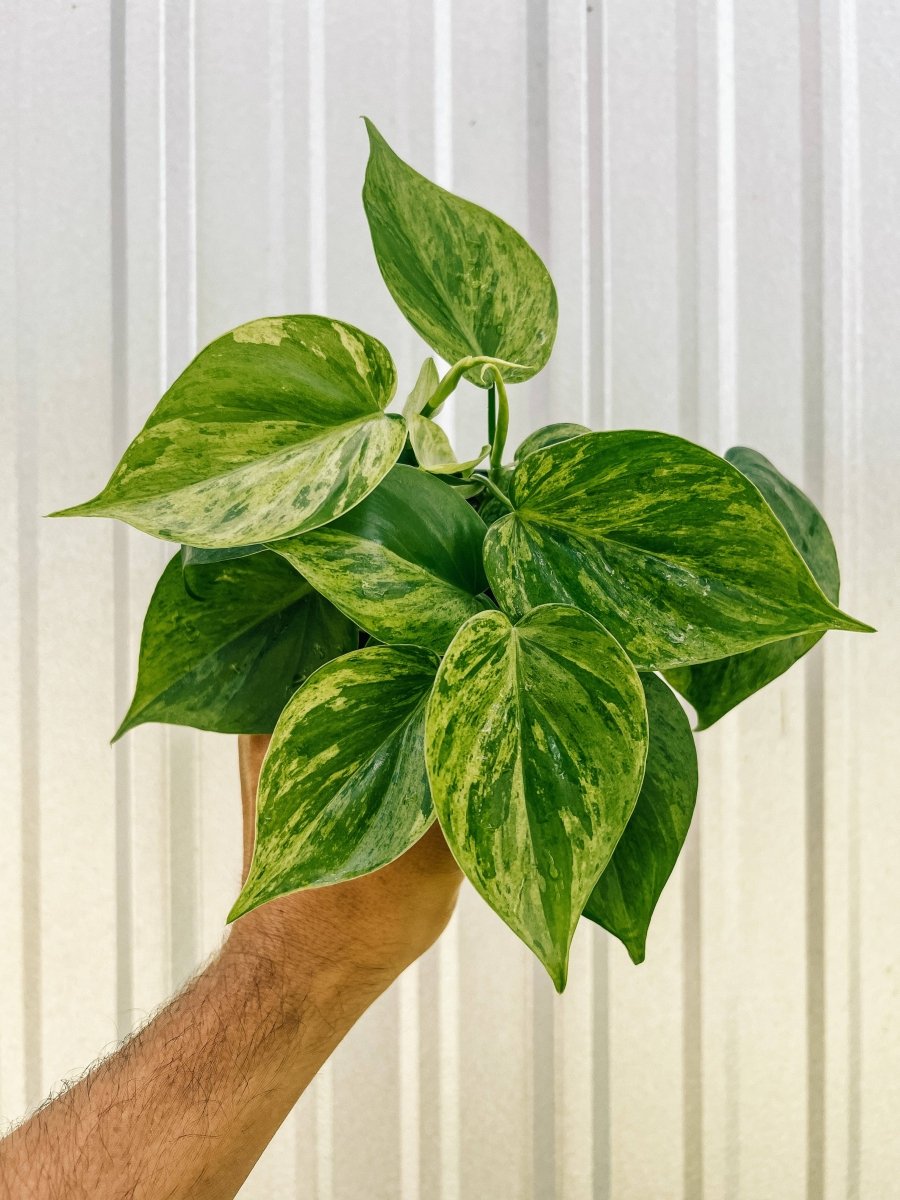 Hand holding a 4-inch Rare Variegated Philodendron Heartleaf with variegated green and lime-yellow heart-shaped leaves.