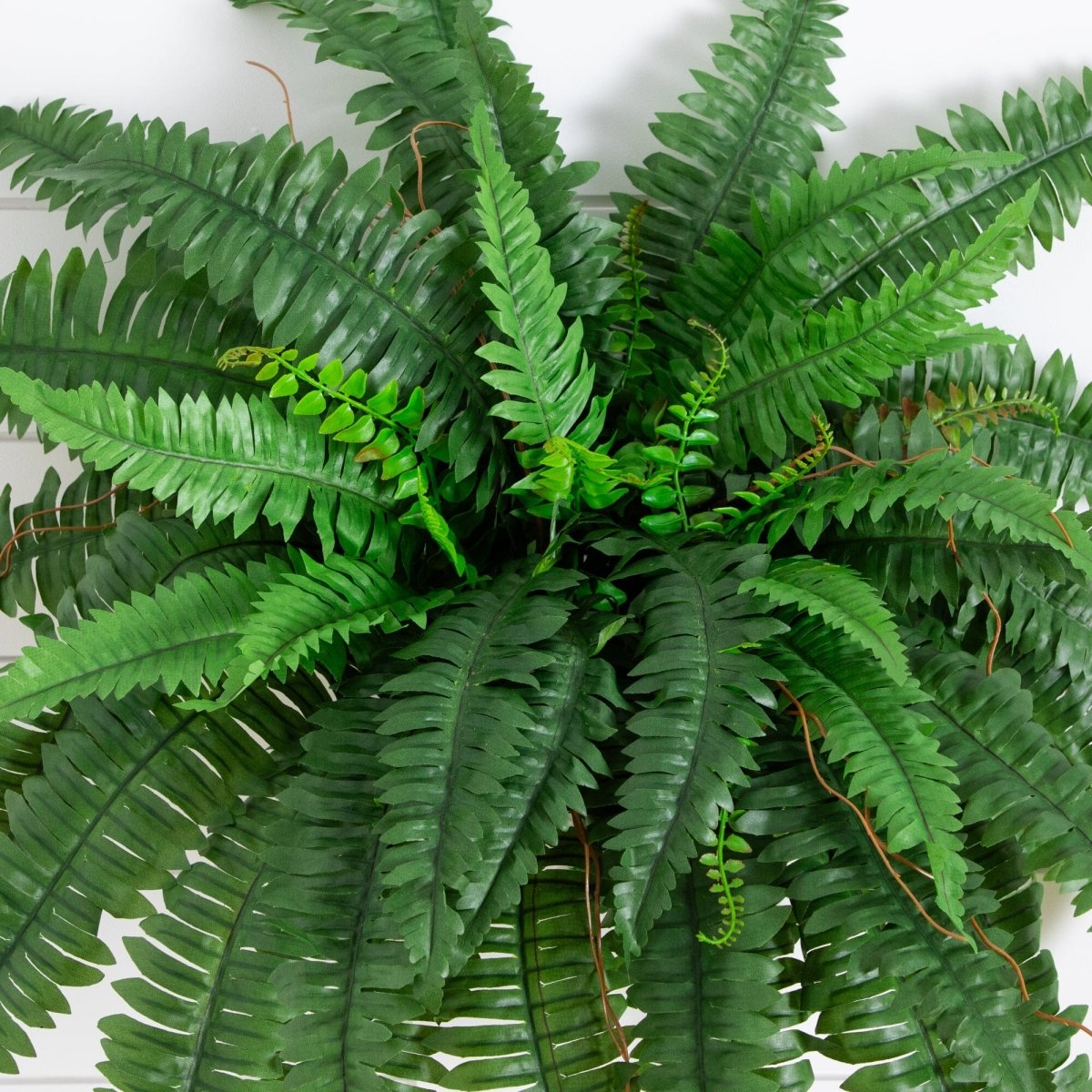 Close-up of a artificial green fern plant on a white background