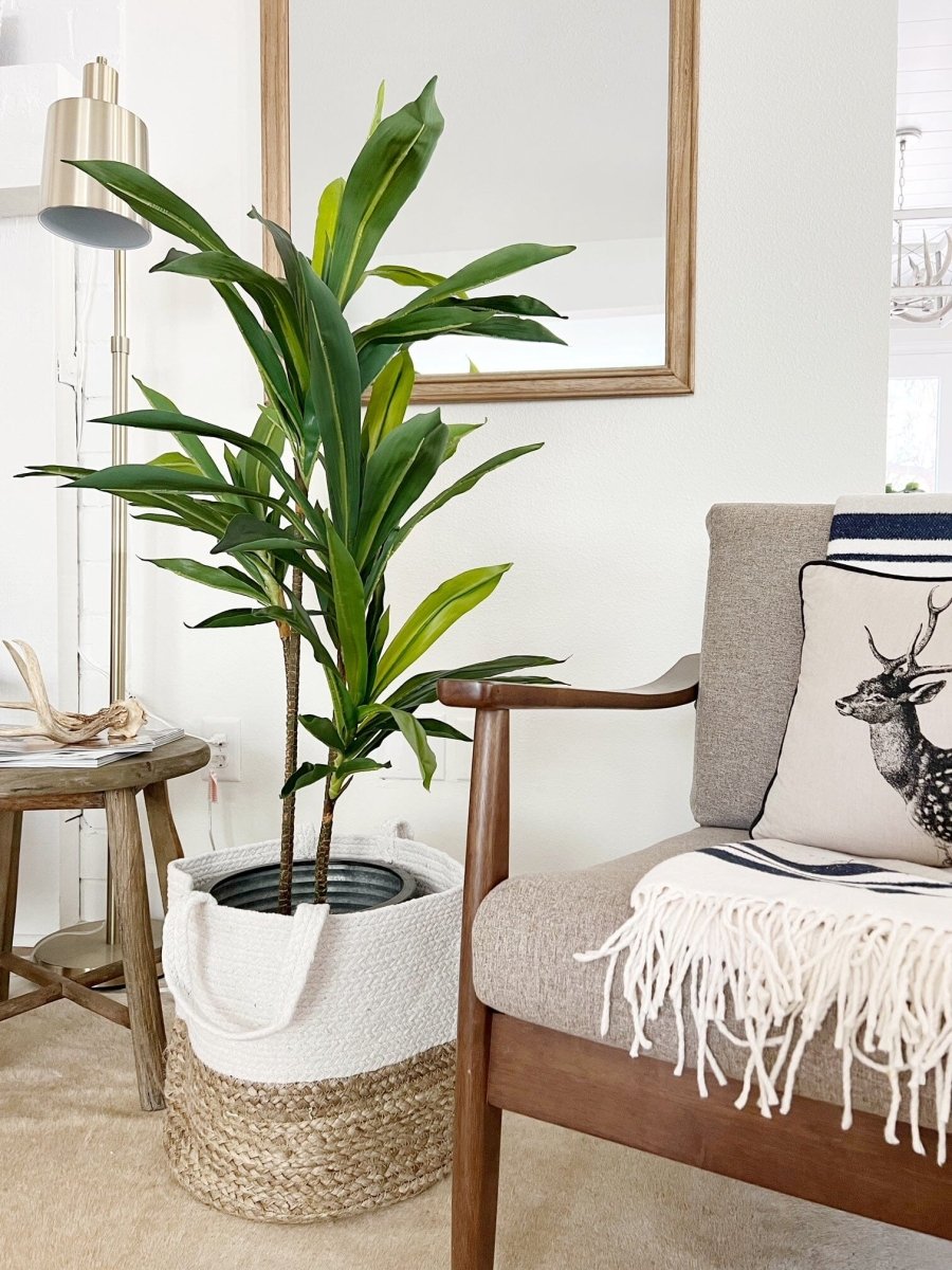 48 - in Dracaena Silk Plant (Real Touch) - Ed's Plant Shop