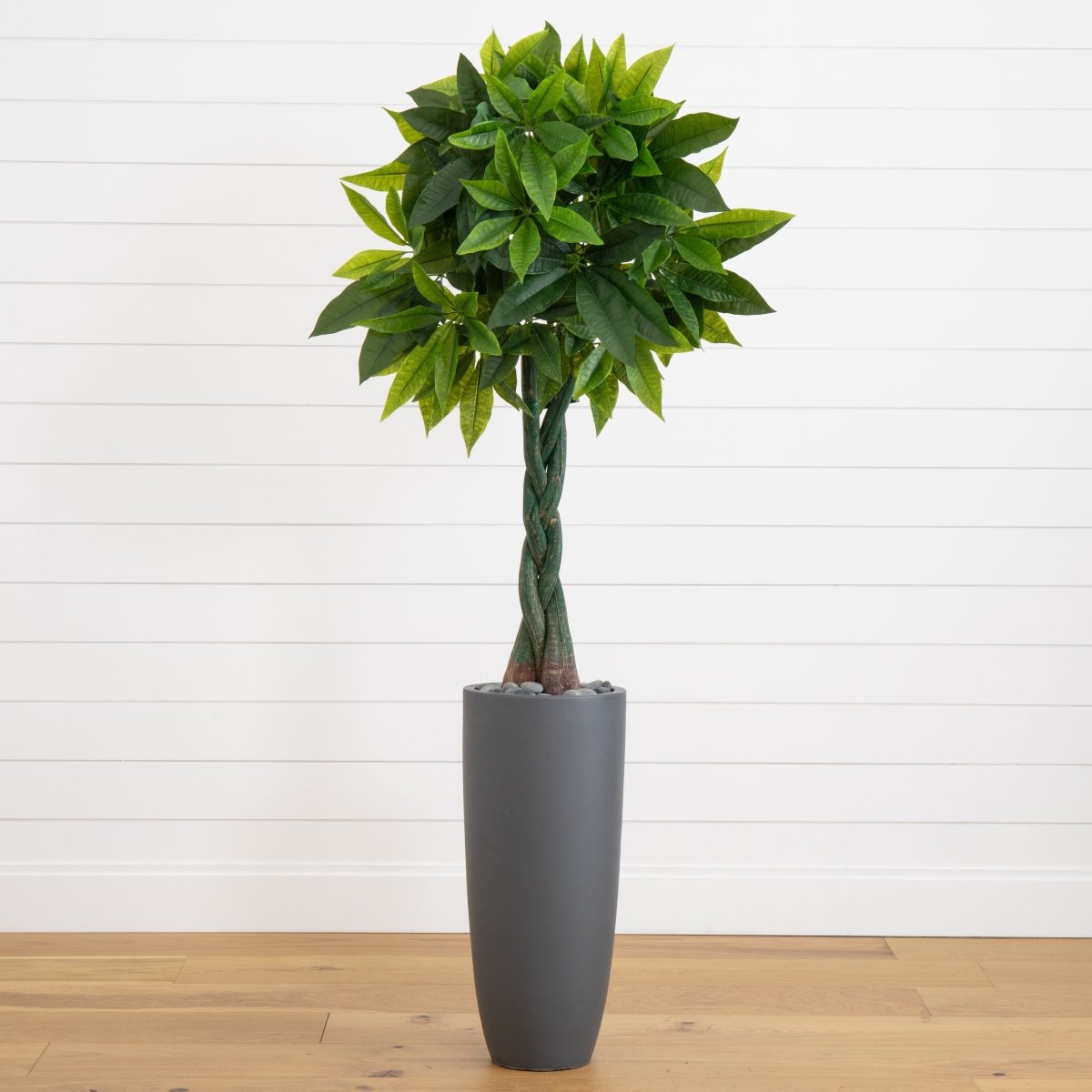 5.5' Artificial Money Tree in Gray Cylinder Planter (Real Touch) - Ed's Plant Shop