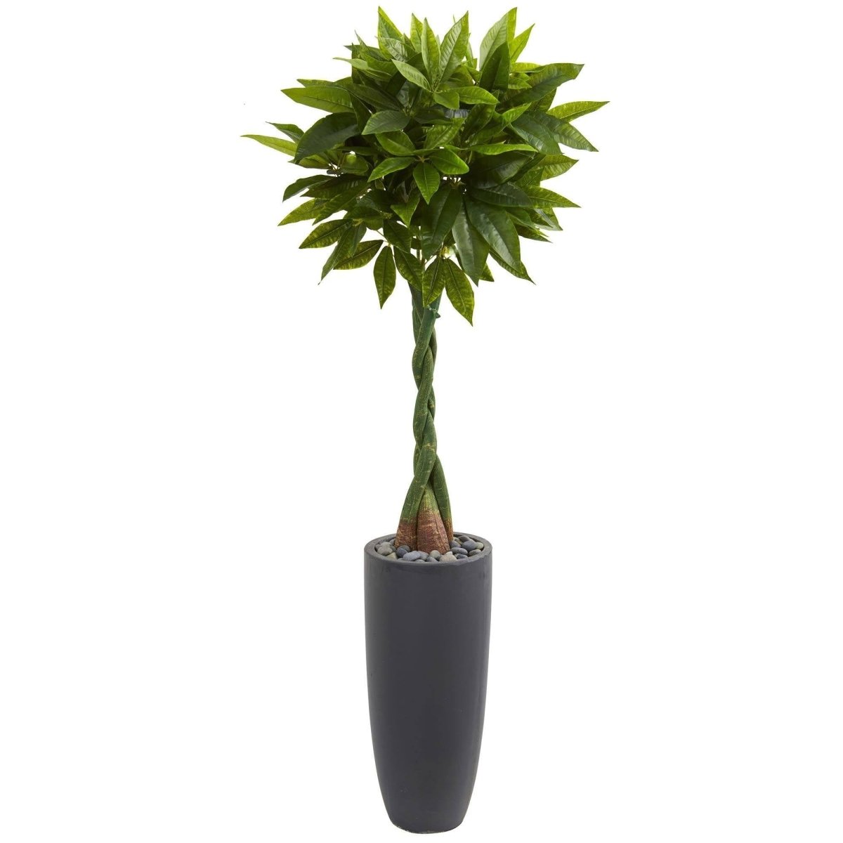 5.5' Artificial Money Tree in Gray Cylinder Planter (Real Touch) - Ed's Plant Shop
