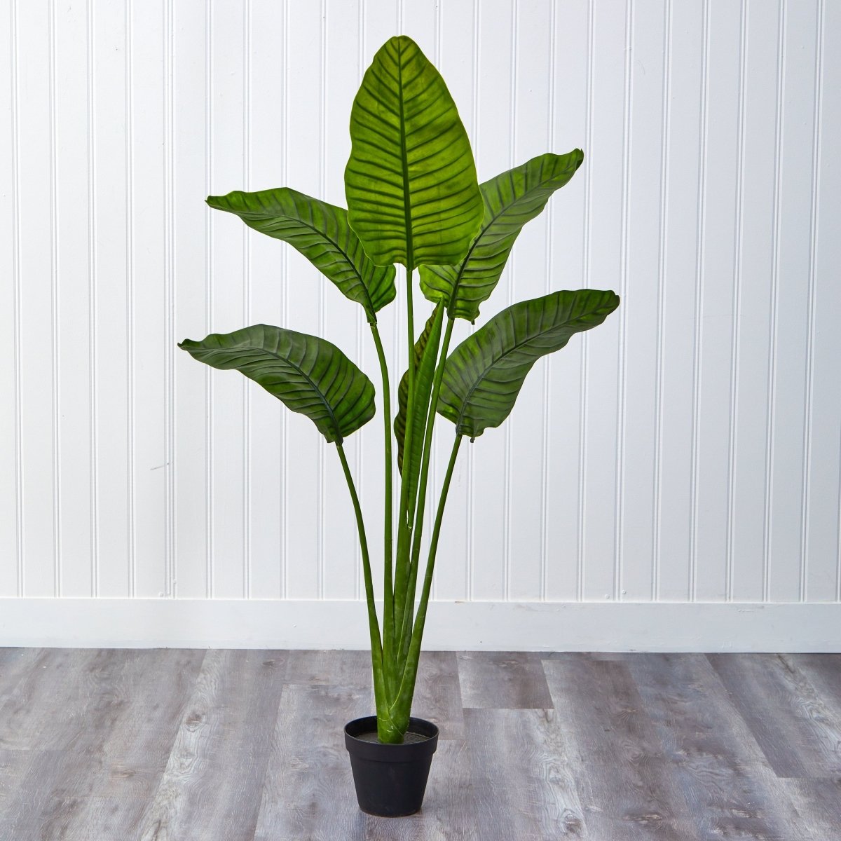 64” Travelers Palm Tree – UV Resistant (Indoor/Outdoor) - Ed's Plant Shop