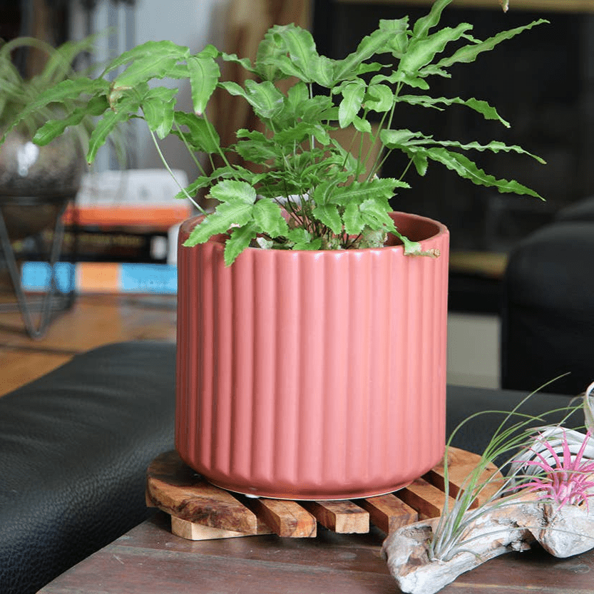 6.5" Brush Comb Hibiscus Planter – Ceramic Pot - Ed's Plant Shop