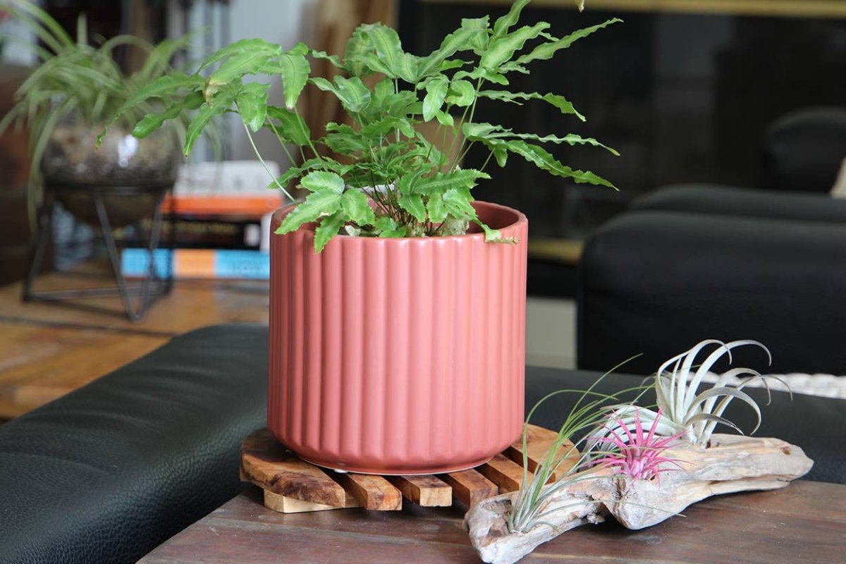 6.5" Brush Comb Hibiscus Planter – Ceramic Pot - Ed's Plant Shop