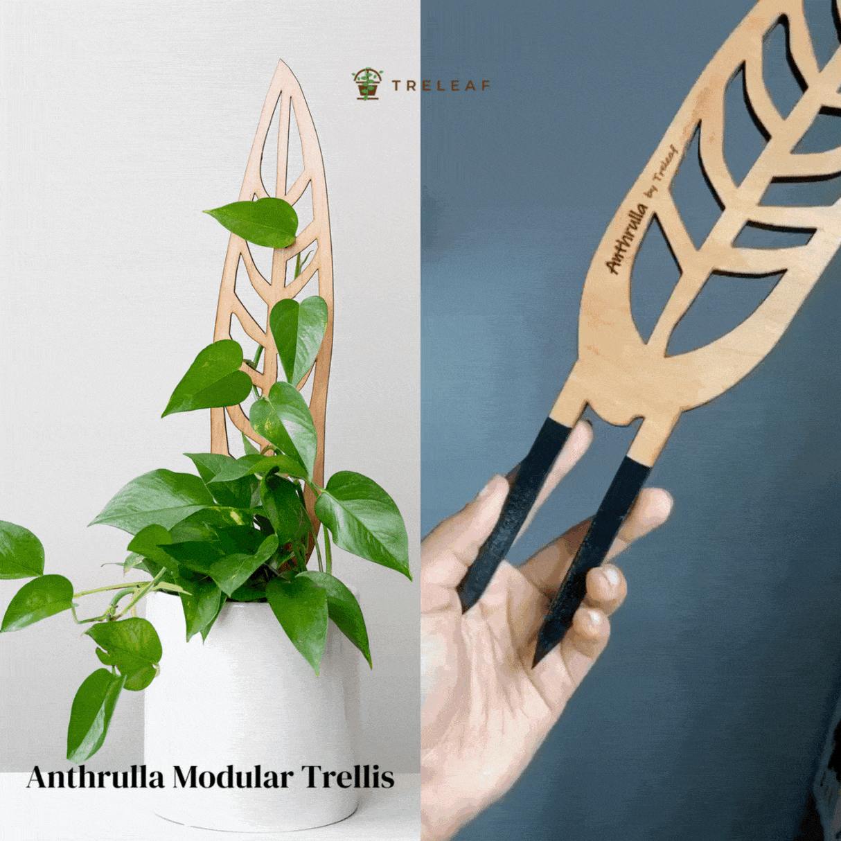 Anthrulla - Anthurium Inspired Plant Trellis