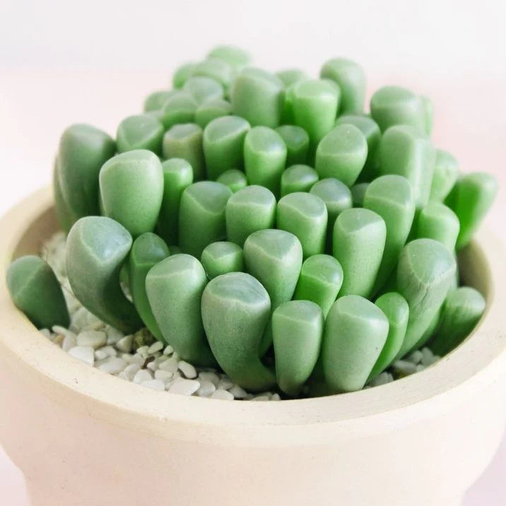 A close-up of a BabyToes succulent plant with rounded, glossy leaves growing in a light beige ceramic pot filled with small white pebbles, set against a soft pale pink background.