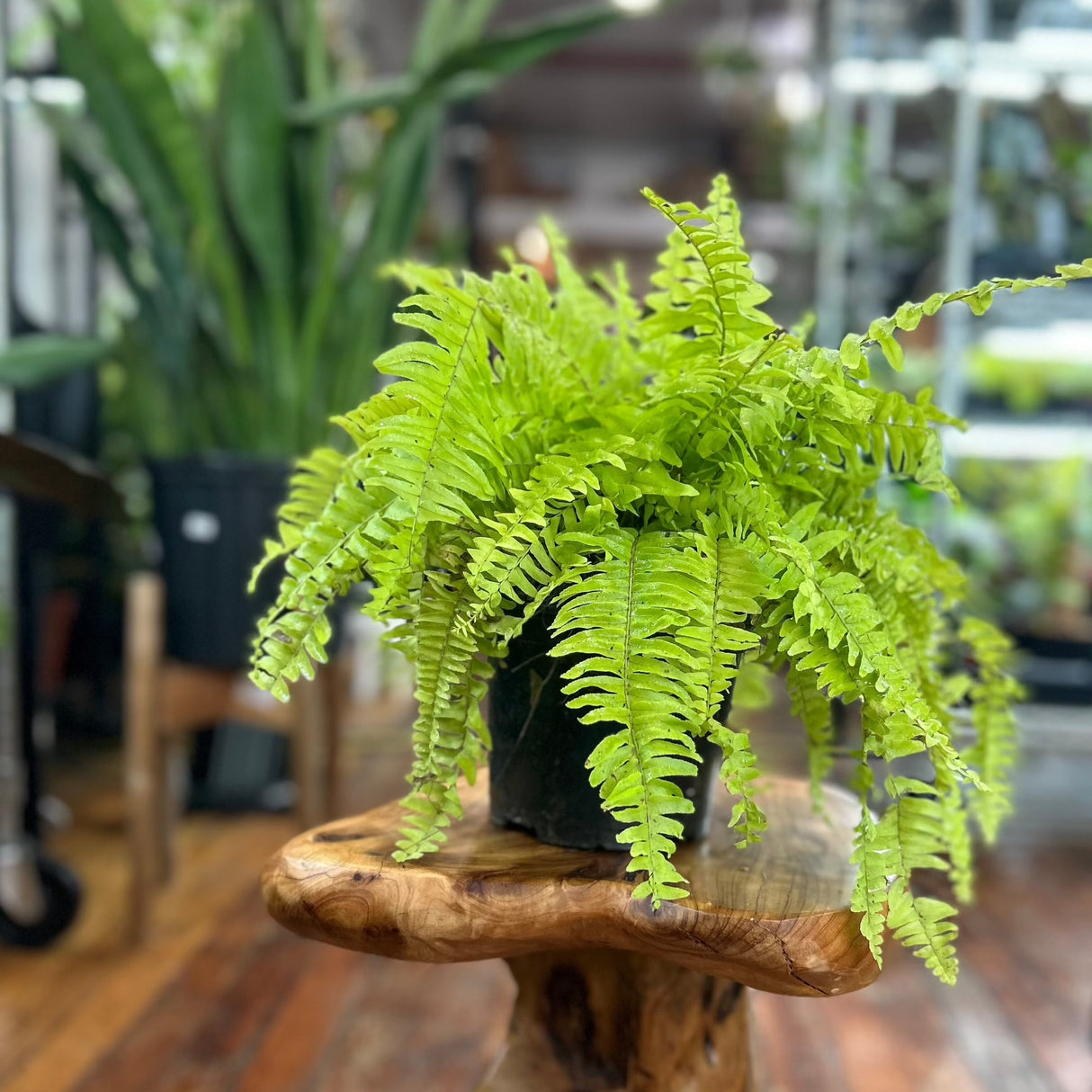 Golden Boston Fern - Ed's Plant Shop