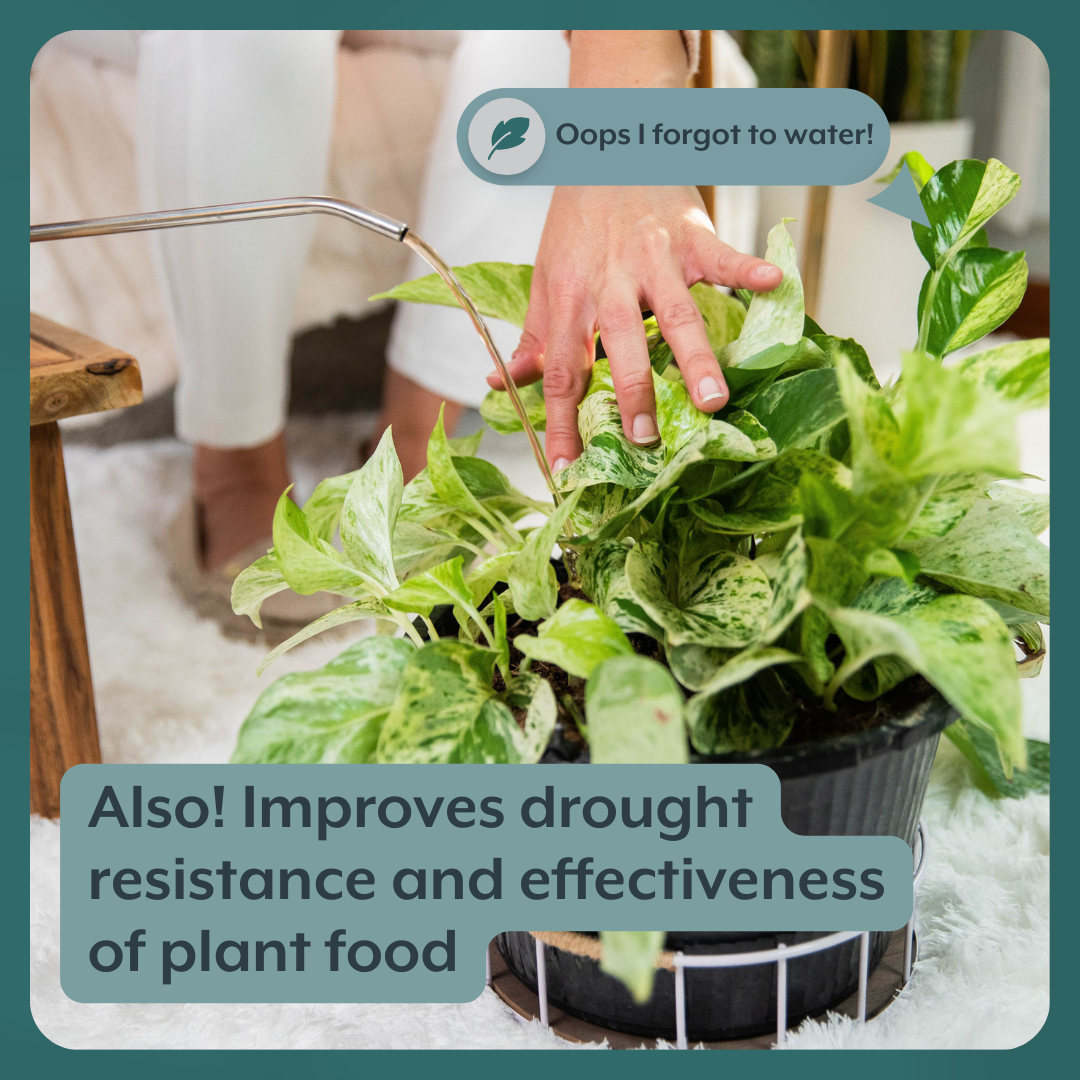 Thrive Bundle (Online Only) (Plant Food + Probiotics) for HOUSEPLANTS - Ed's Plant Shop