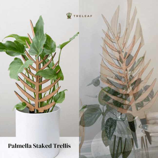 Palmella - Plant Support & Trellis - Ed's Plant Shop