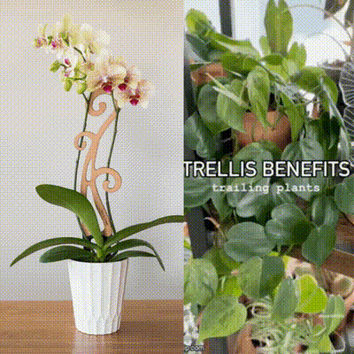 Flora - Fiddlehead Fern Inspired Indoor Plant Trellis for Orchids & Vining Houseplants