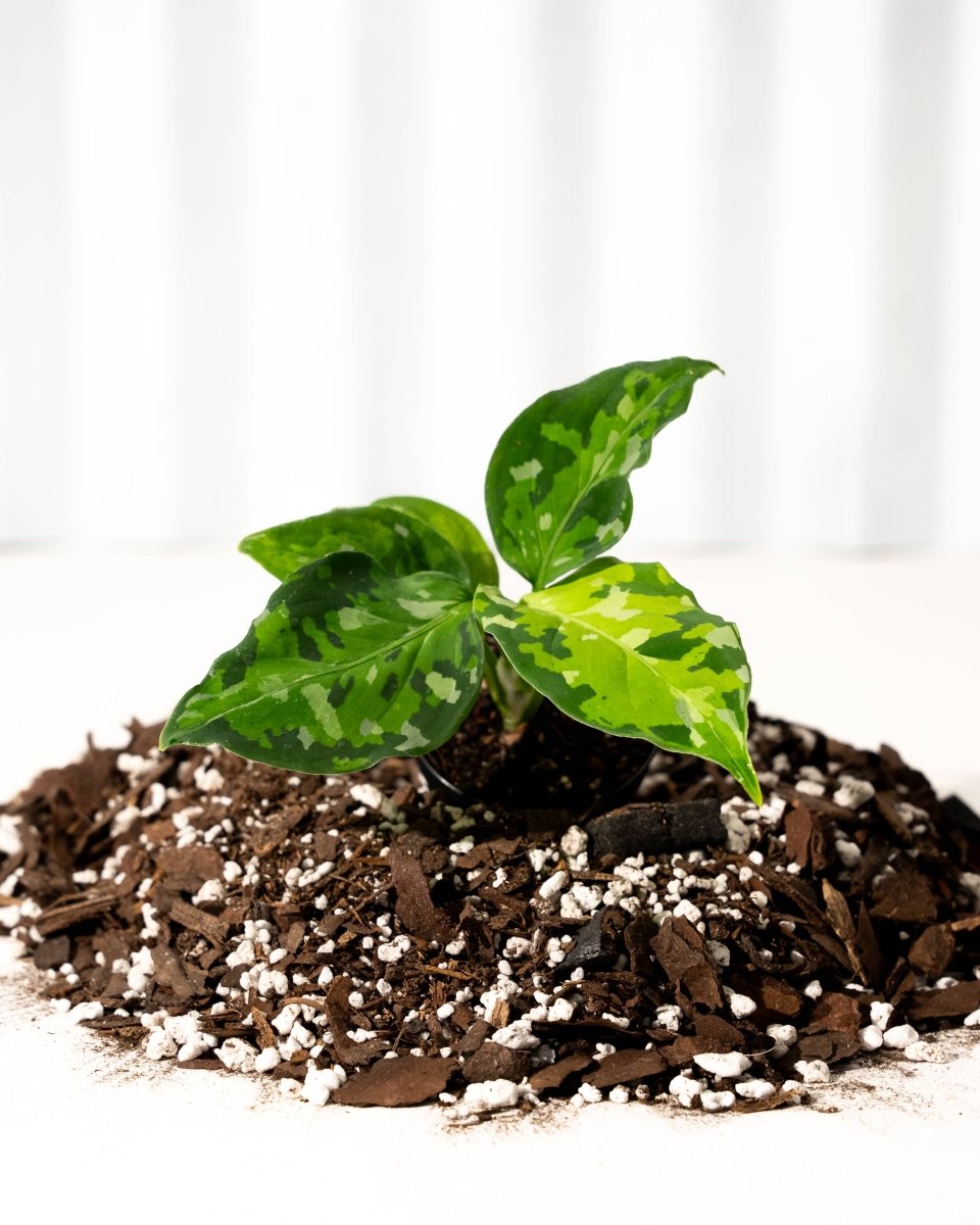 Aglaonema 'Pictum Tricolor' with variegated camouflage-patterned leaves in shades of green and silver, in a nursery pot