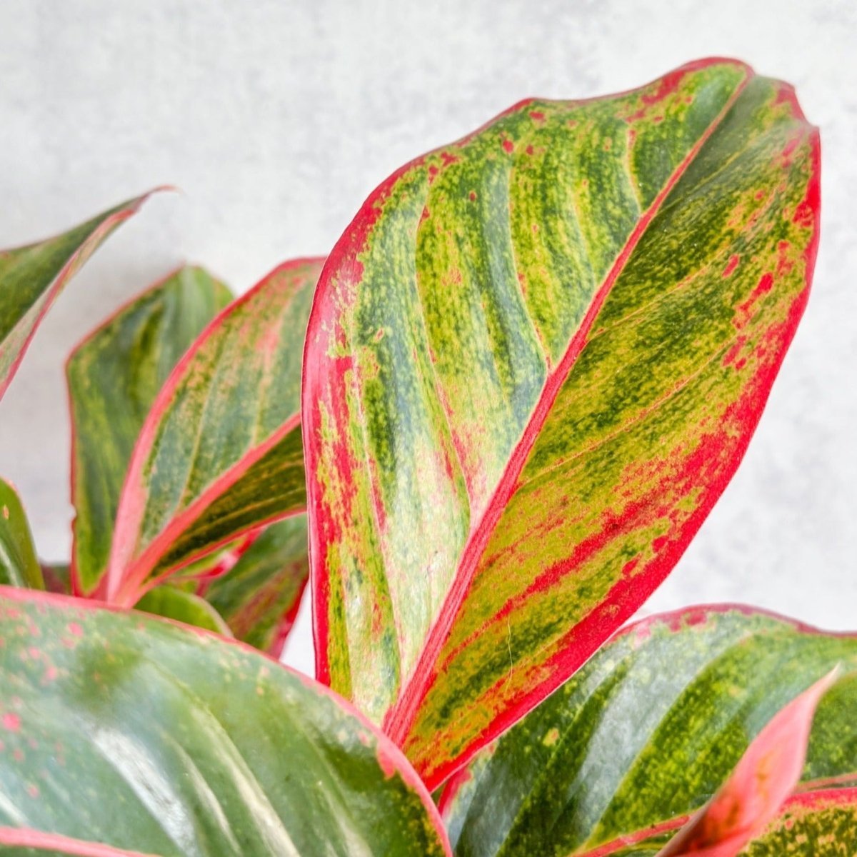 Closeup of Chinese Evergreen Siam Aurora displaying variegated green leaves with bright red margins