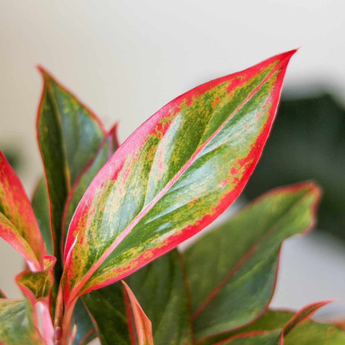 Close-up of Aglaonema Siam Aurora Red foliage leaf showing vibrant red veining