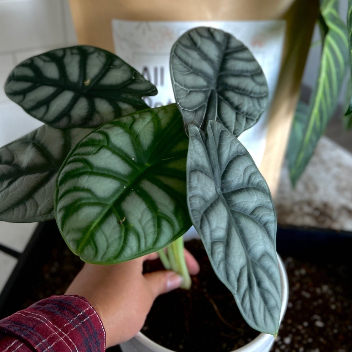 All - Purpose Soil Mix - Ed's Plant Shop