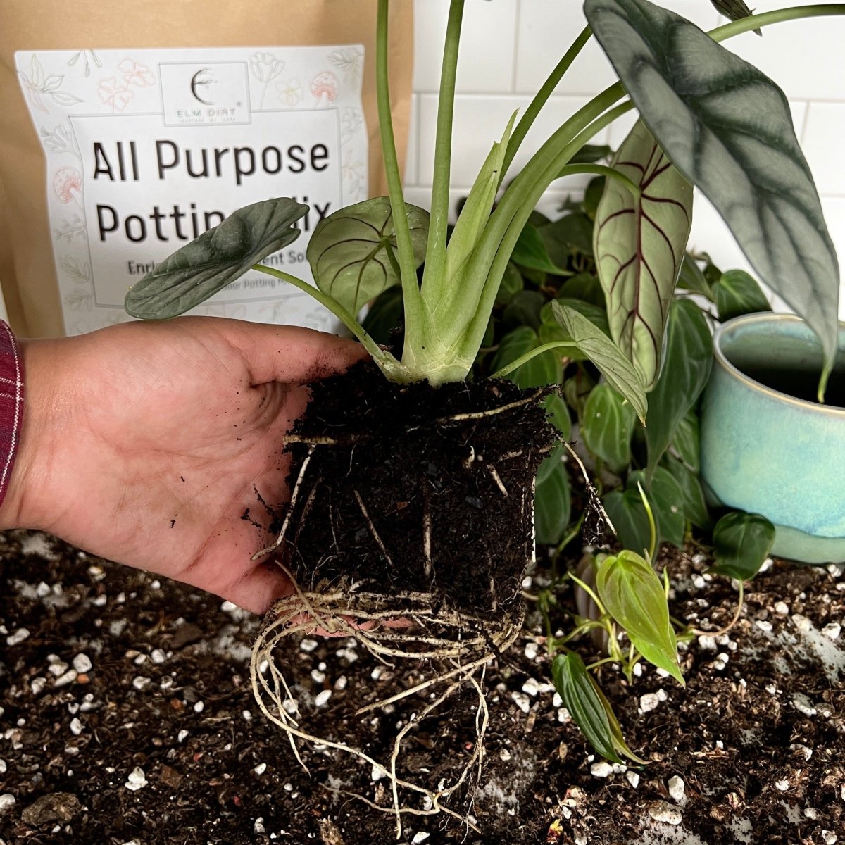 All - Purpose Soil Mix - Ed's Plant Shop